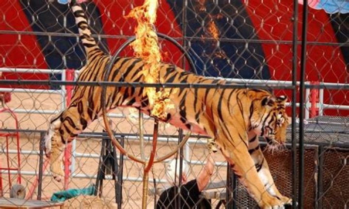 Are circuses cruel to animals?