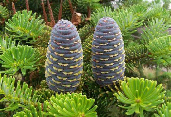 Are evergreen fir trees gymnosperms?