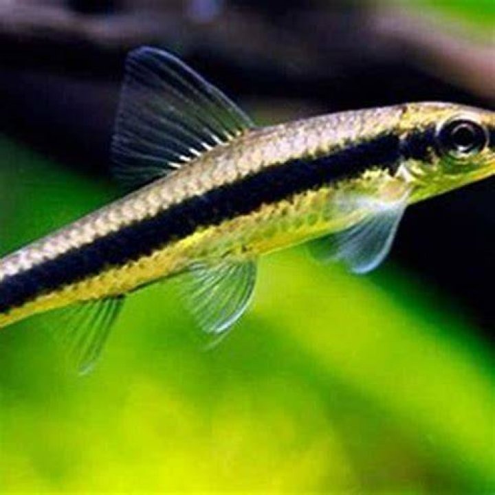 Are flying foxes fish aggressive?