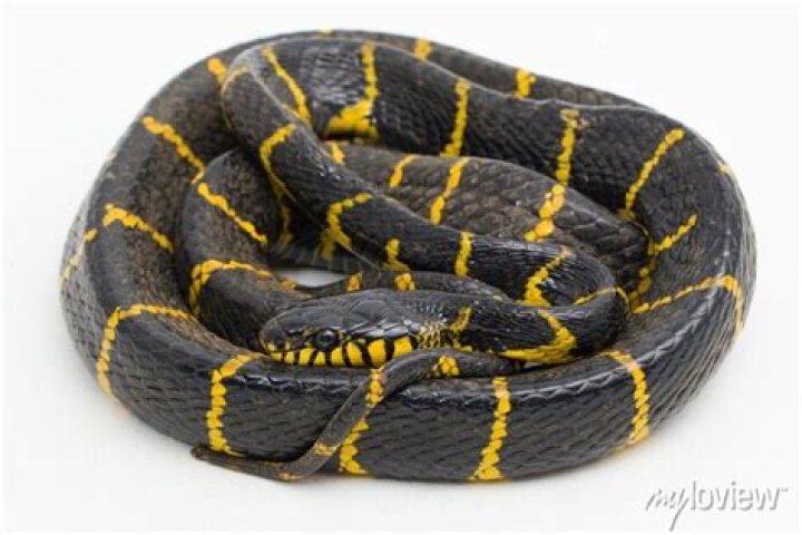 Are gold ringed cat Snake poisonous?
