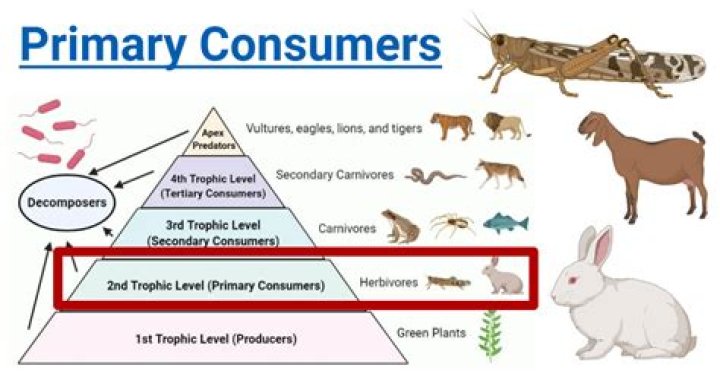 Are herbivorous zooplankton primary consumers?