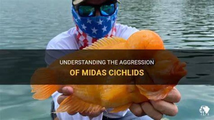 Are Midas cichlids aggressive?