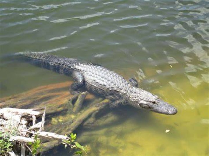 Are the alligators in Lake Conroe?