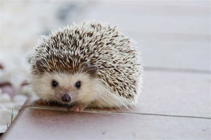 Are there hedgehogs in MN?