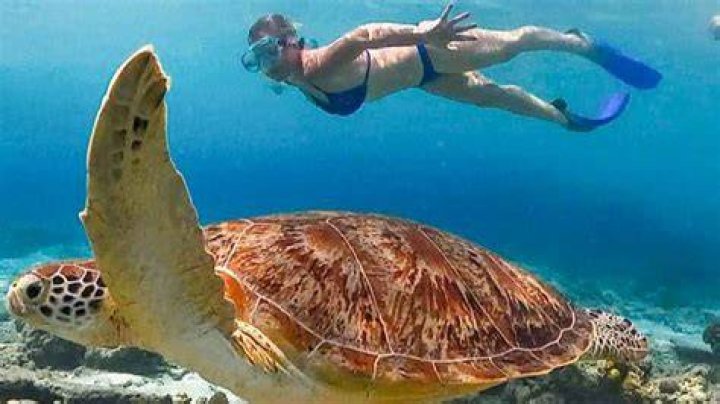 Are turtles sanitary?