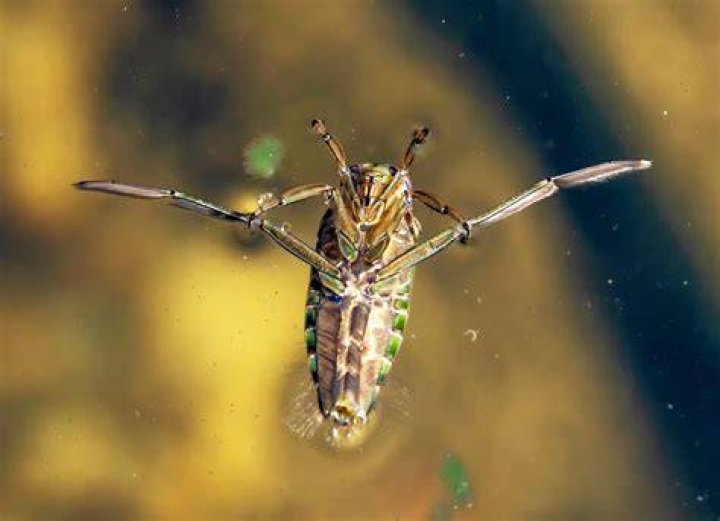 Are water boatman harmful to humans?
