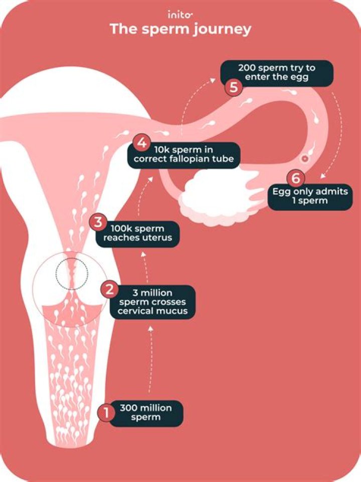 Can 1 drop of sperm cause pregnancy?