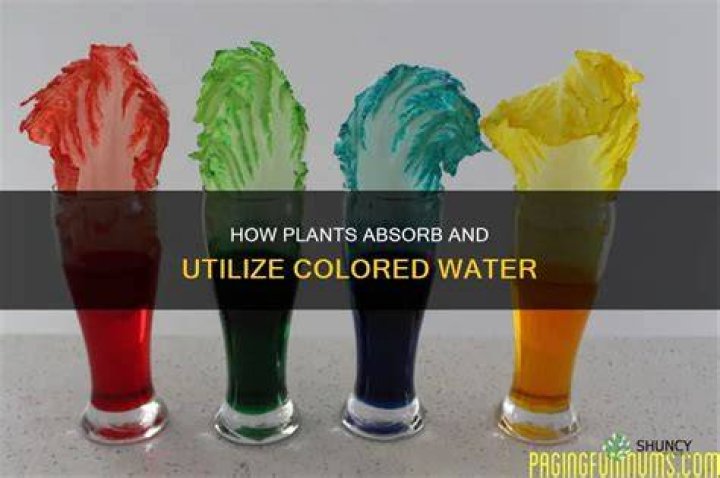 Can a cup absorb water?