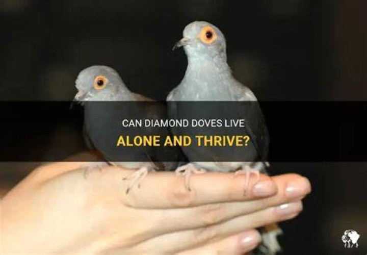 Can a diamond dove live alone?