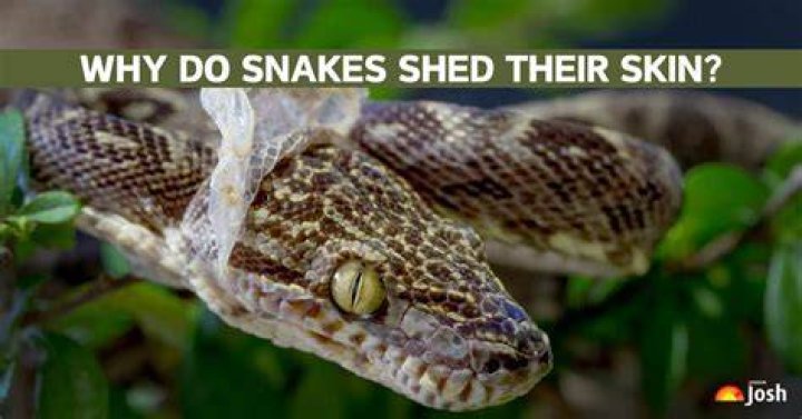 Can a human shed skin like a snake?
