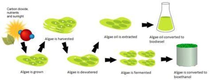 Can algae be used as biofuel?