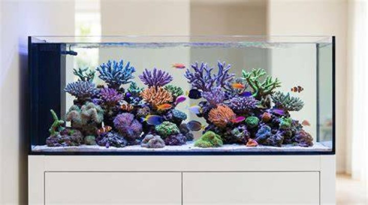 Can I run a marine tank without a skimmer?