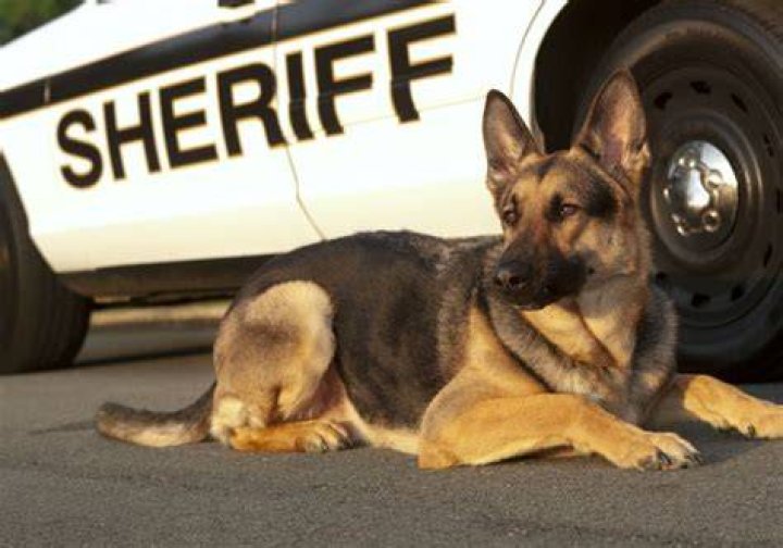 Can my dog be a police dog?