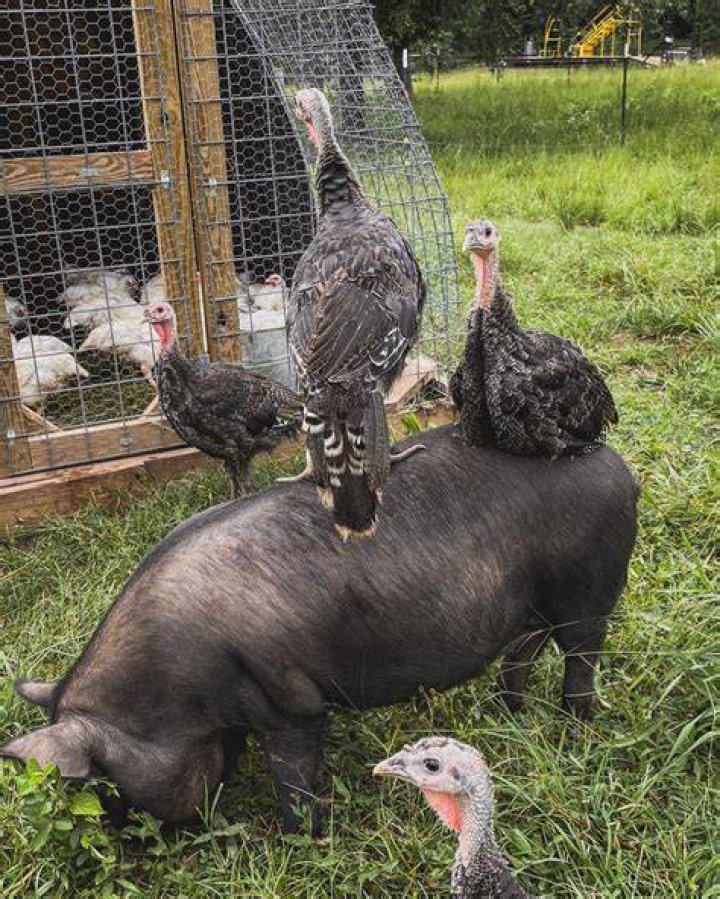 Can turkeys be trained?
