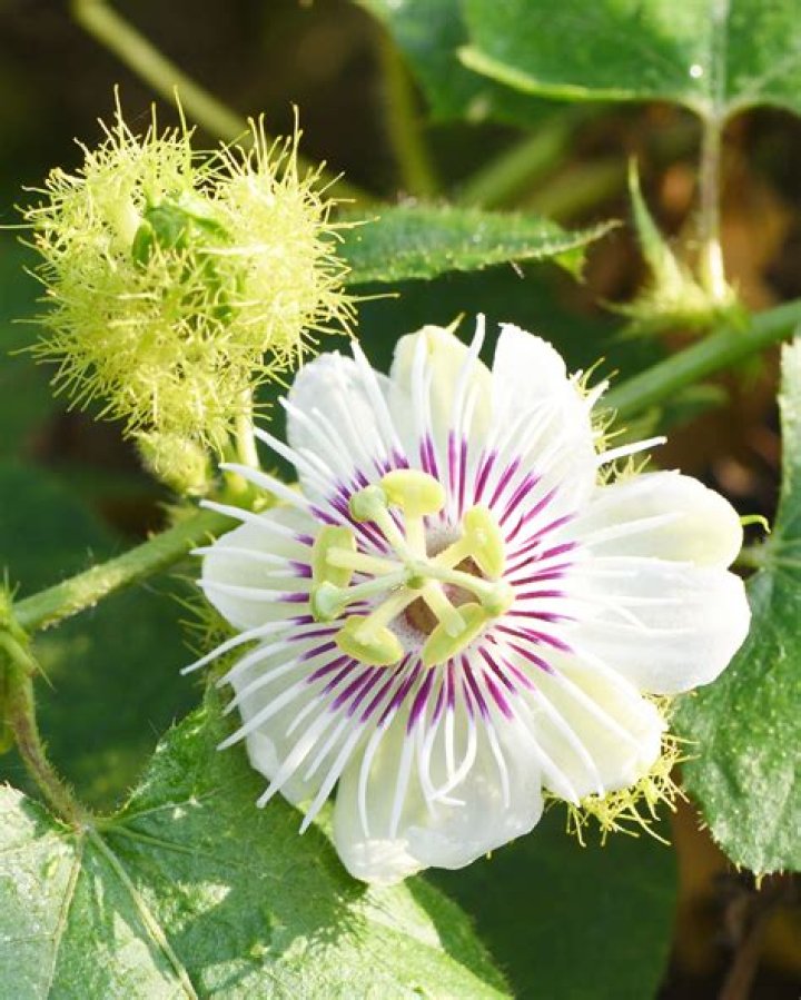 Can you eat Passiflora foetida?
