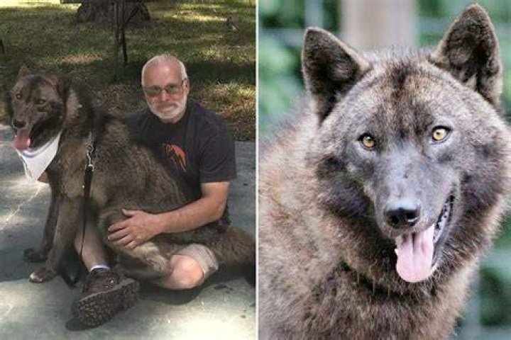 Can you legally own a wolf hybrid?