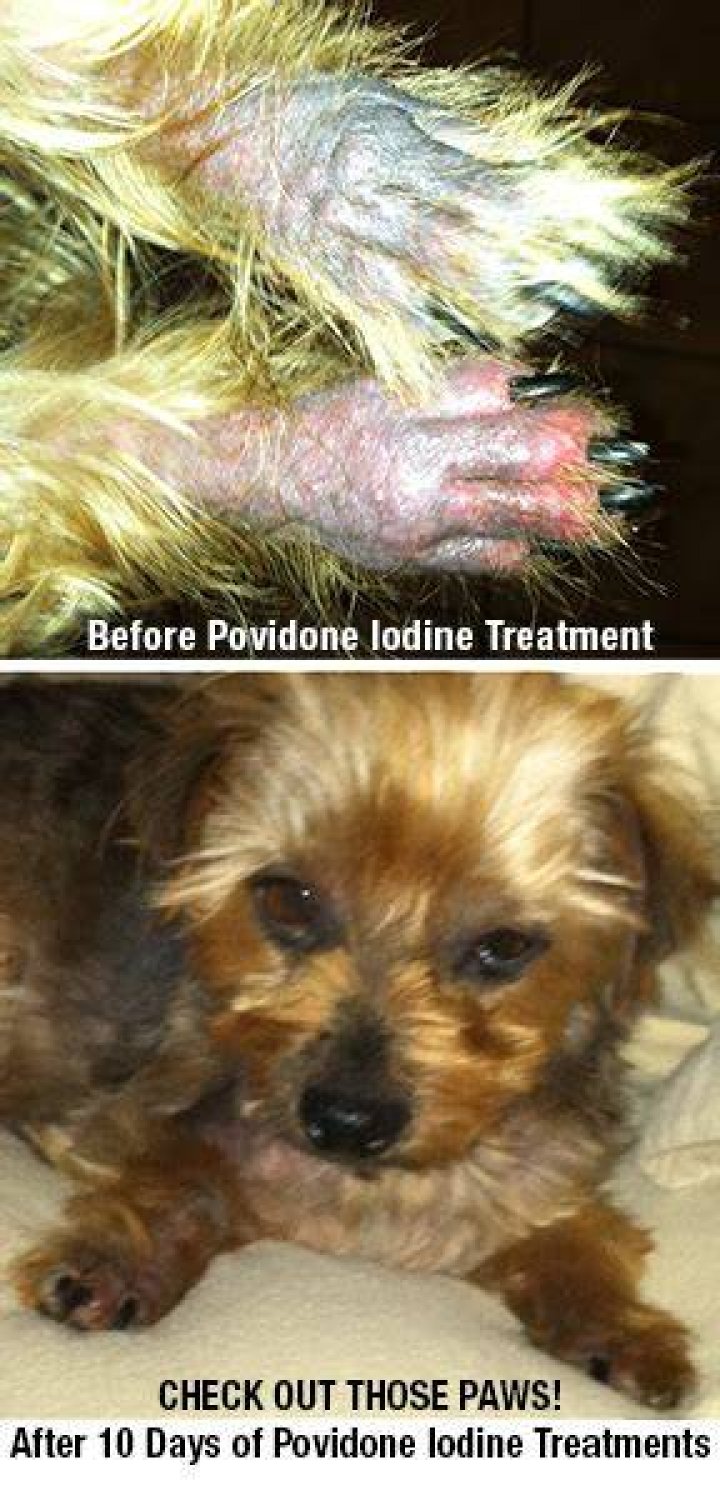 Can you use povidone iodine on dogs paws?