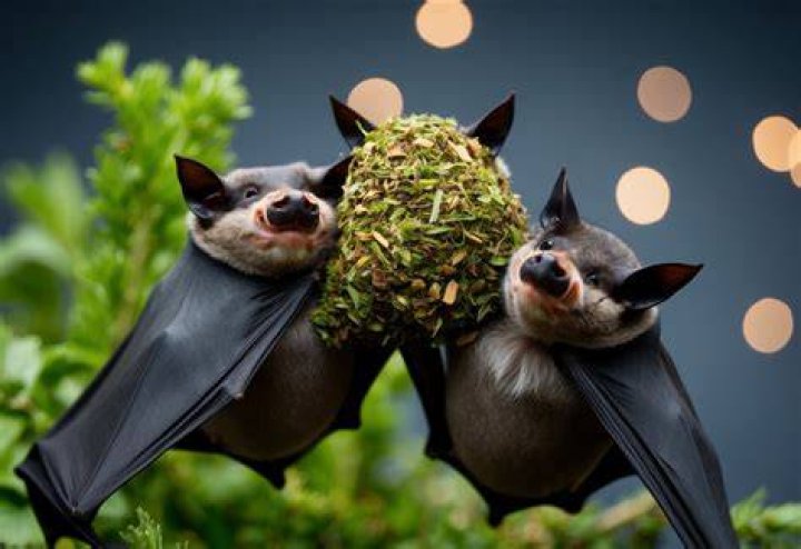 Do bats have sense of smell?