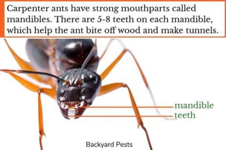 Do carpenter ants have mandibles?