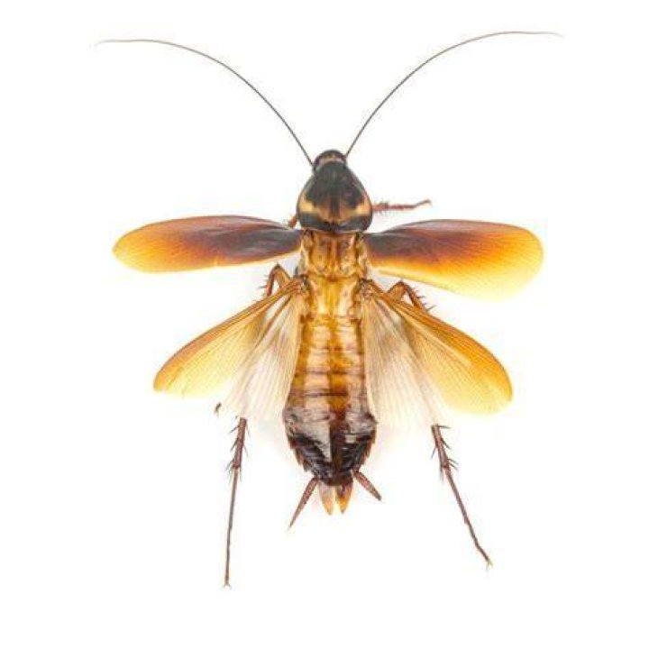 Do cockroaches have personalities?
