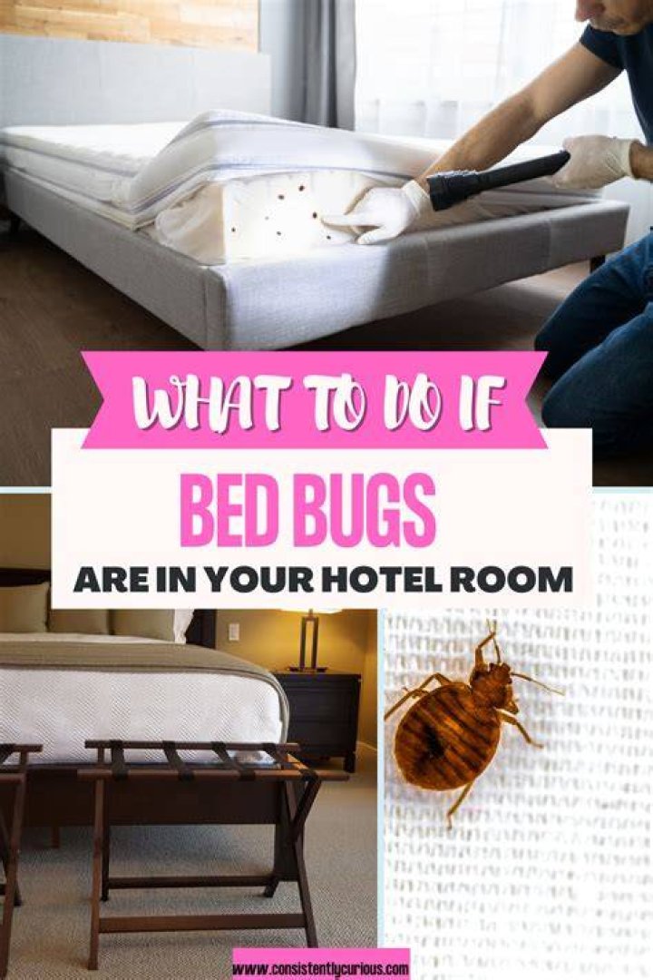 Do hotels reimburse for bed bugs?