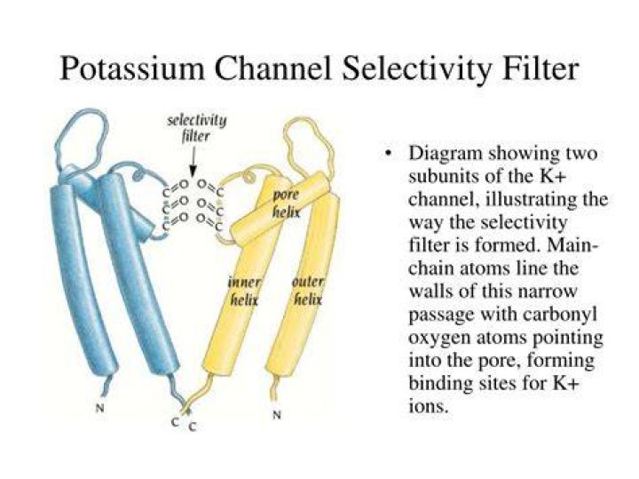 Do ion channels have a selectivity filter?