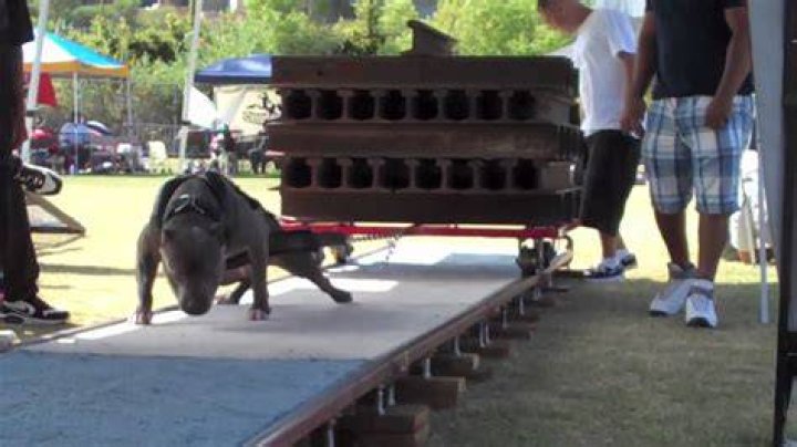 Do pitbulls like weight pulling?