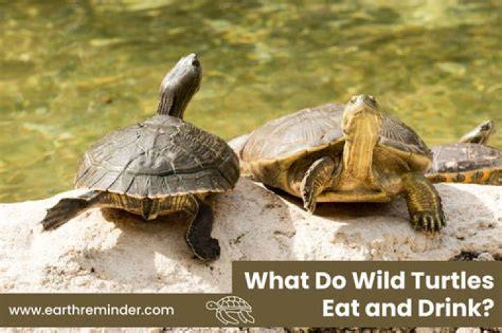 Do you get wild turtles in the UK?