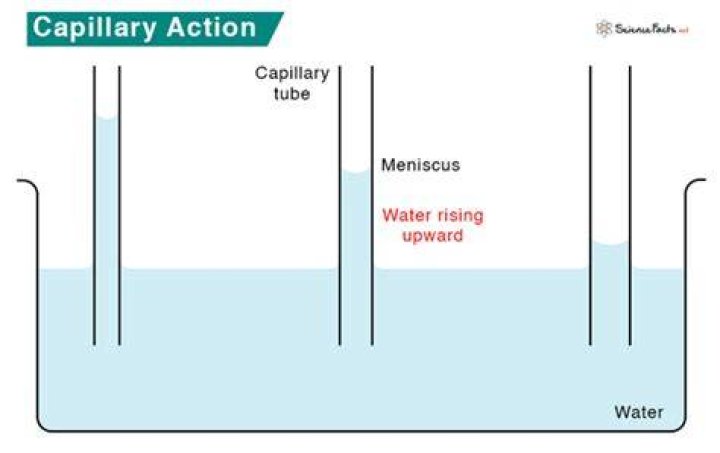 Does alcohol have capillary action?