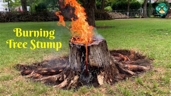 Does burning tree stumps work?