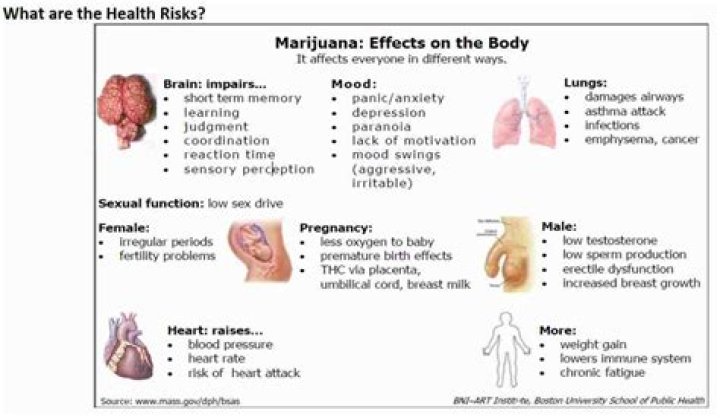 Does cannabis have antioxidants in it?