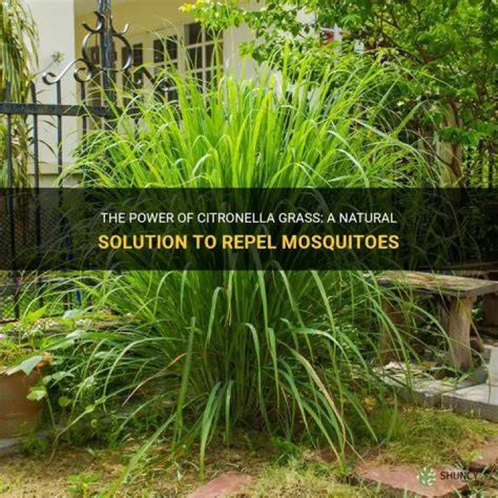 Does citronella really repel mosquitoes?