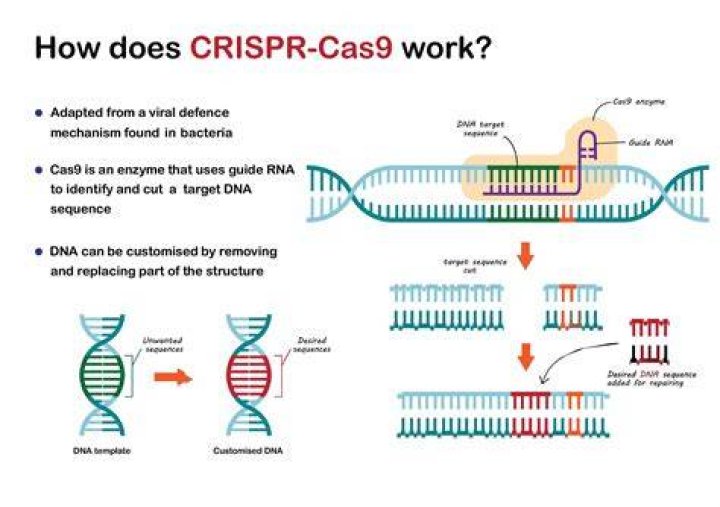 Does CRISPR-Cas9 introduce mutations?