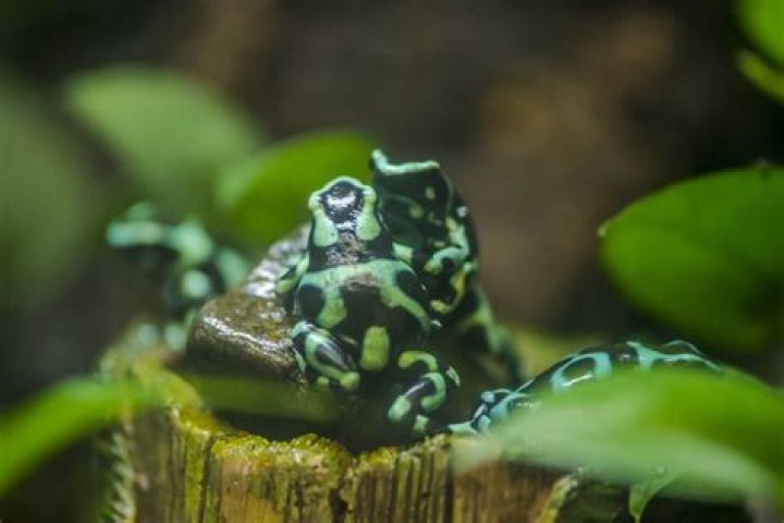 Does frog have poison?