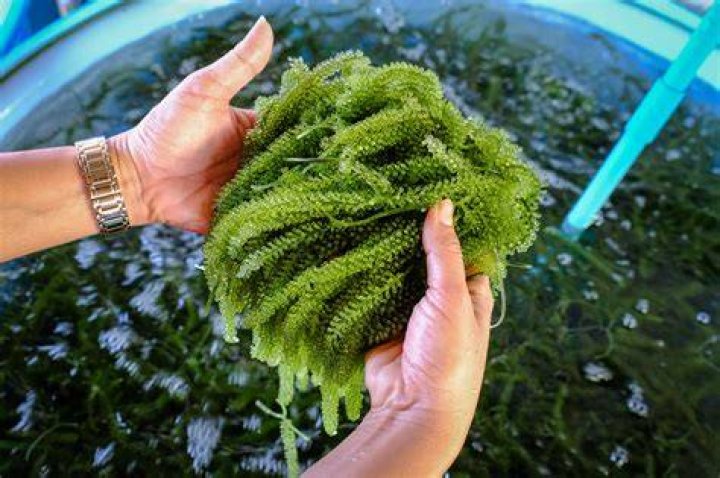Does macroalgae use photosynthesis?