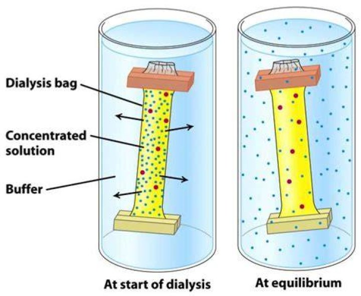Does protein diffuse through dialysis tubing?