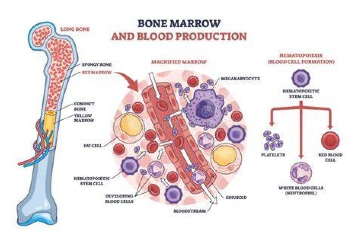 Does red bone marrow contain sinusoids?