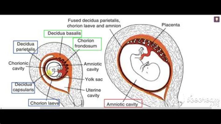 Does the chorion become the placenta?