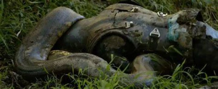 Has a snake ever eaten a man?