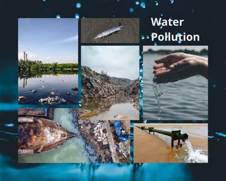 How are eels affected by water pollution?