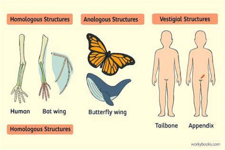 How are homologous and vestigial structures alike How are they different?