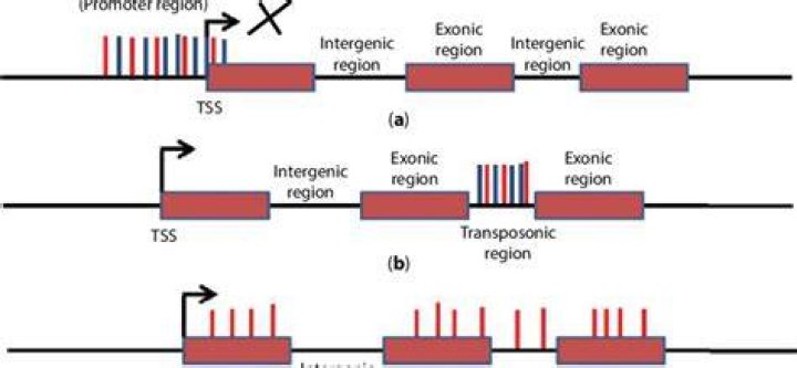 How are introns and intergenic regions different?