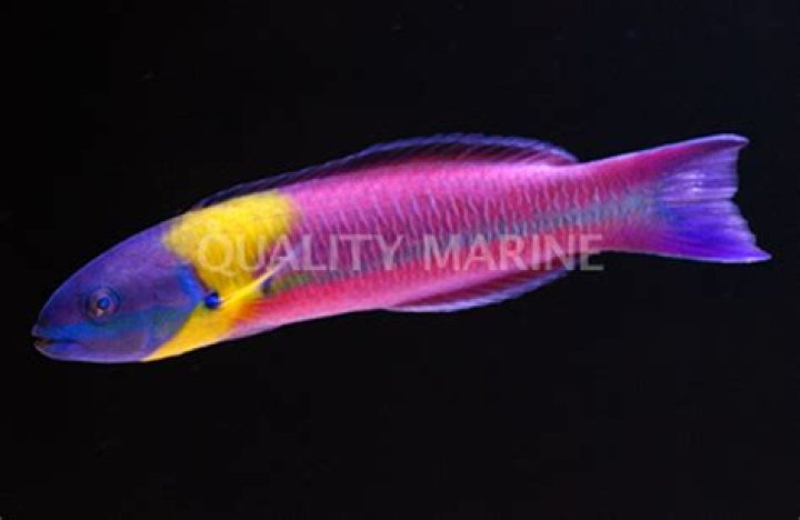 How big do rainbow wrasse get?
