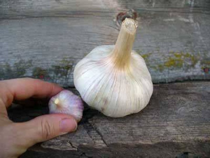 How big is the head of a garlic bulb?