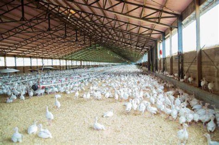 How can I start a poultry farm in Kerala?