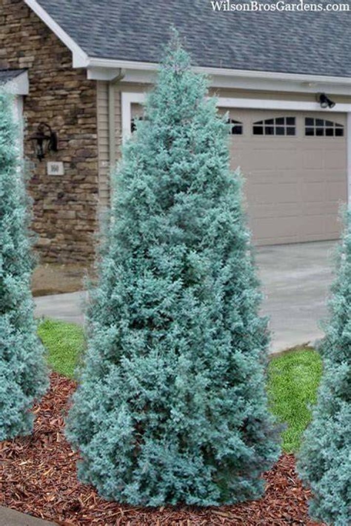 How do Arizona cypress grow blue ice?