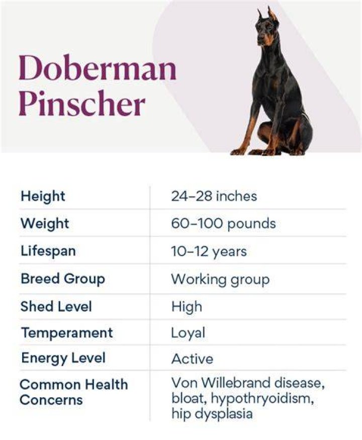 How do I get a free Doberman?