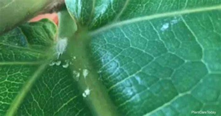 How do I get rid of scale bugs on my ficus?