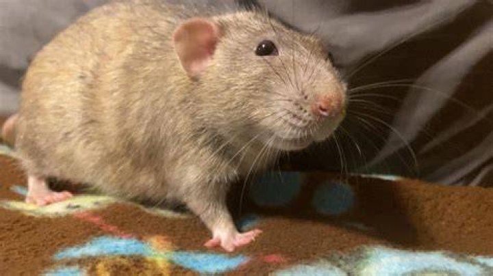 How do I know if my rat is stressed?