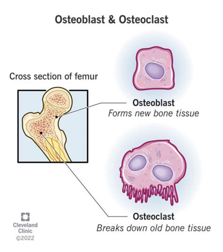 How do osteoblasts and osteoclasts work together to repair a fractured bone?